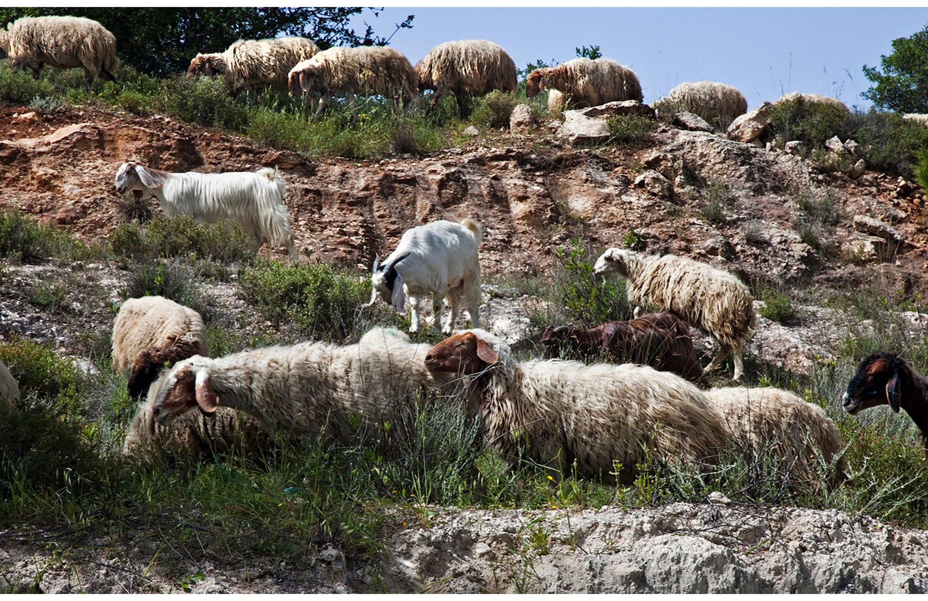 The parable of the sheep and goats — the Son of Man on His throne separating the nations